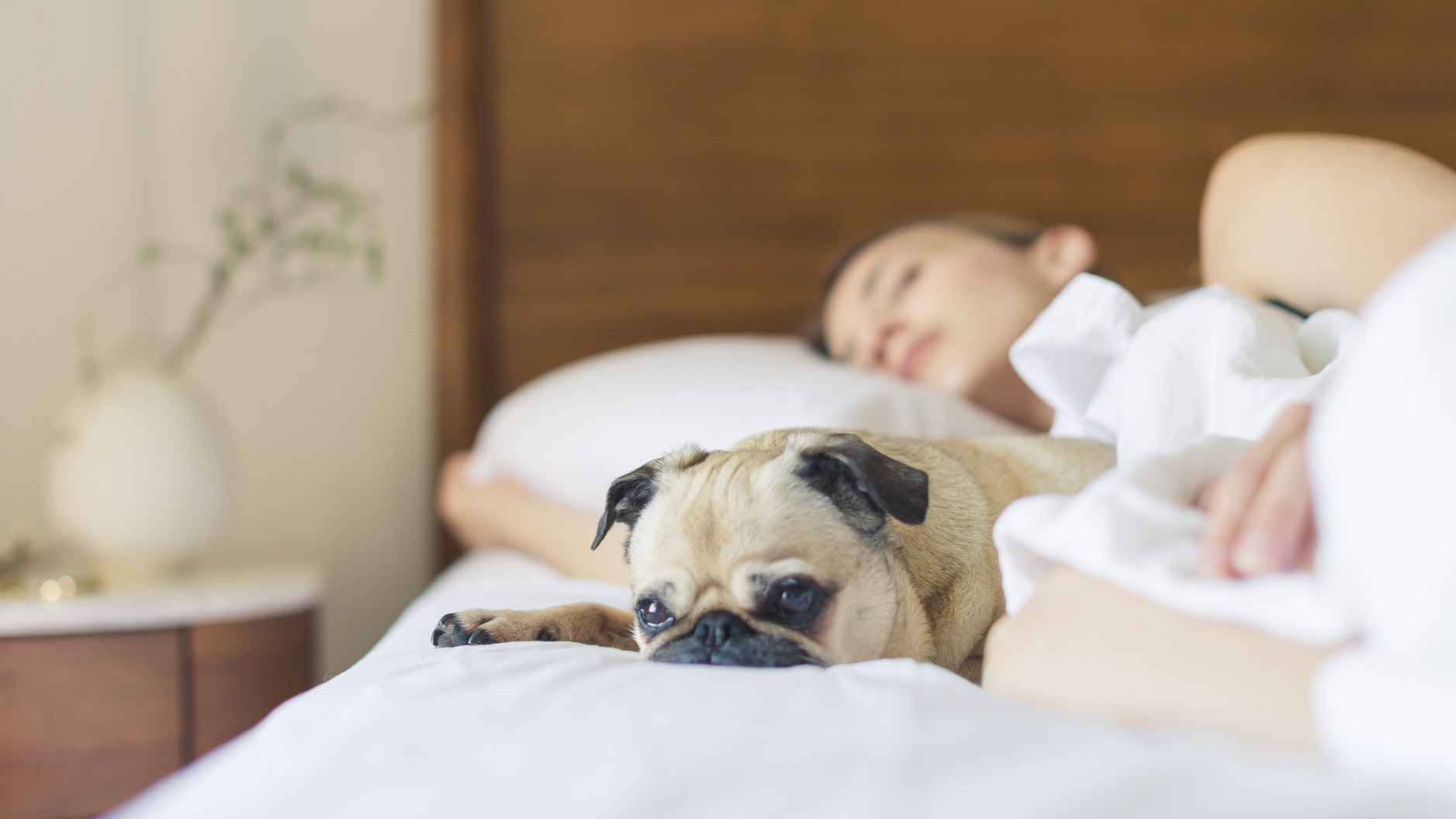 person and dog sleeping lose weight
